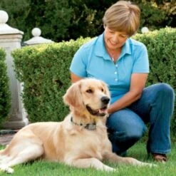 PetSafe Antibell Halsband »Big Dog« Antibellhalsband · Ab 18kg -Zucht-Tierbedarf Store antibell halsband big dog antibellhalsband ab 18kg4