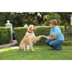 PetSafe Antibell Halsband »Big Dog« Antibellhalsband · Ab 18kg -Zucht-Tierbedarf Store antibell halsband big dog antibellhalsband ab 18kg5