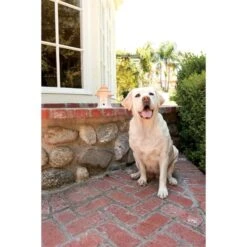 PetSafe Bell Stop Gerät »Deluxe« Hundegebell Stoppen, Außen · 15m -Zucht-Tierbedarf Store bell stop geraet deluxe hundegebell stoppen aussen 15m5