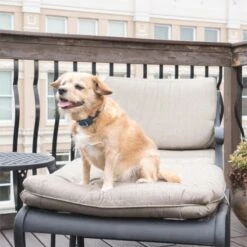 Ferntrainer »Standard« PetSafe Hundeerziehung · 100m, Ab 3,6kg -Zucht-Tierbedarf Store ferntrainer standard petsafe hundeerziehung 100m ab 36kg5