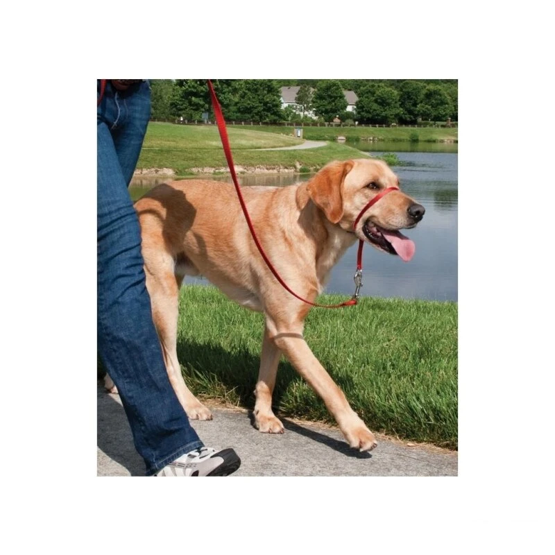 PetSafe Hundeleine »Easy Walk« Für Schäferhund, Labrador · 27-59kg, Rot 4 PetSafe Hundeleine »Easy Walk« Für Schäferhund, Labrador · 27-59kg, Rot – Bild 2