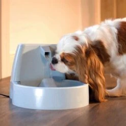 Katzenbrunnen »DrinkWell« Trinkbrunnen · 1,5l 9 Katzenbrunnen »DrinkWell« Trinkbrunnen · 1,5l -Zucht-Tierbedarf Store katzenbrunnen drinkwell trinkbrunnen 15l4