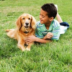 PetSafe Unsichtbarer Hundezaun »Deluxe« Erweiterbar Auf 10ha · Ab 2,3kg -Zucht-Tierbedarf Store unsichtbarer hundezaun deluxe erweiterbar auf 10ha ab 23kg5