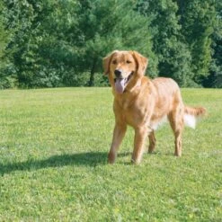 PetSafe Unsichtbarer Hundezaun 27,5m Radius »Drahtlos Comfort« · Ab 3,6kg -Zucht-Tierbedarf Store unsichtbarer hundezaun drahtlos comfort 275m radius ab 36kg4