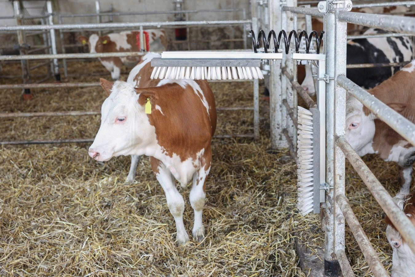 Zucht-Tierbedarf Store -Zucht-Tierbedarf Store z6718186772175 ab8a8ec90c4683eaf2dd3d6e6b1ea676